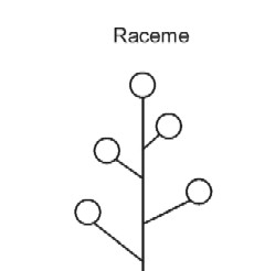 Raceme 